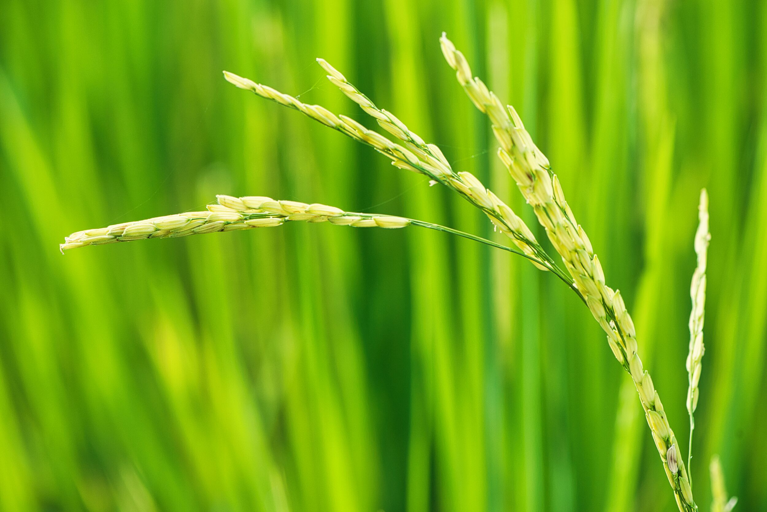 Close up of rice growing